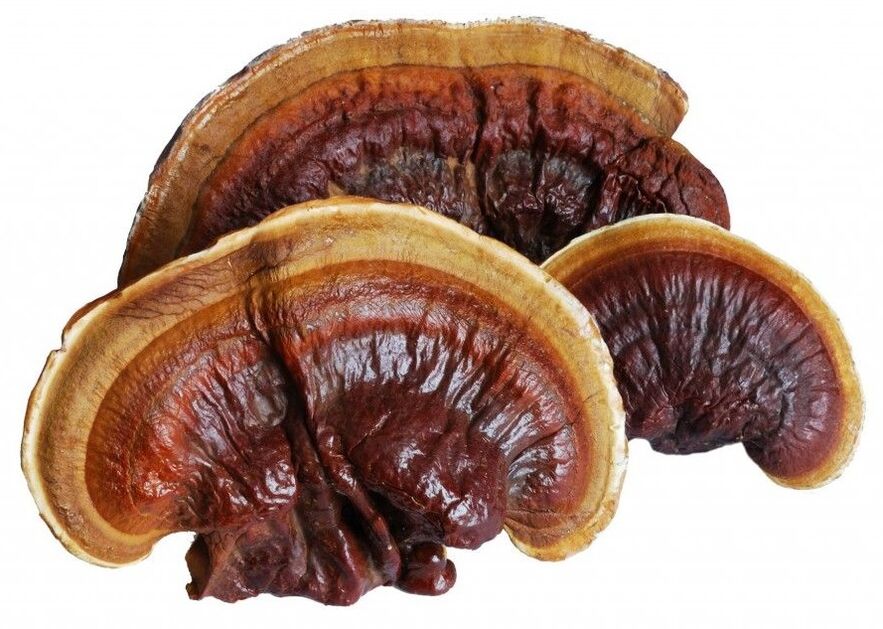 Magicoa contains Reishi mushroom